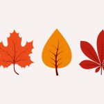 Collection of autumn leaf. Botanical design elements. Vector