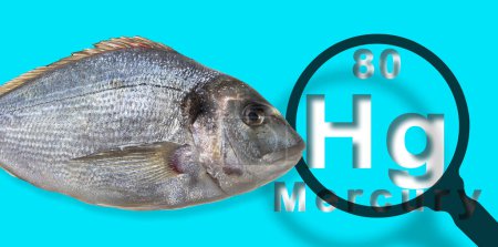 Téléchargez les photos : Présence de mercure dans les poissons d "élevage - concept avec le tableau périodique de Mendeleev et loupe - en image libre de droit