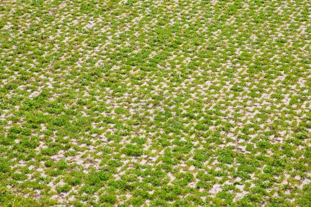 Foto de Bloques de suelo de hormigón gris ensamblados sobre un sustrato de arena con césped - tipo de suelo permeable al agua de lluvia según lo requerido por las leyes de construcción utilizadas para aceras y áreas de estacionamiento - Imagen libre de derechos