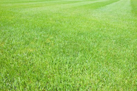 Production industrielle de pelouse tondue verte artificielle et cultiavée dans un sol sablonneux