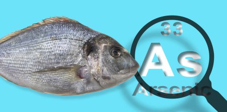 Téléchargez les photos : Présence d'arsenic dans les poissons d "élevage - concept avec le tableau périodique de Mendeleev et loupe - en image libre de droit