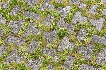 Photo for Concrete flooring blocks with grass permeable to rain water as required by the building laws used for sidewalks and parking areas - permeable interlocking concrete pavers - PICP - Royalty Free Image