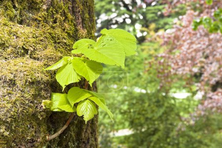 Kleine Pflanze aus einem Baumstamm geboren - Neues Lebensbild