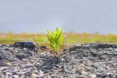 Photo for Small plant was born in an inhospitable place - power of life concept image - Royalty Free Image