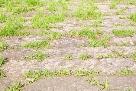 Altes Steinpflaster mit unregelmäßig geformten Steinquadern in einer Fußgängerzone mit grünem Gras