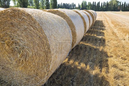 Large round cylindrical straw or hay bales in italian countryside on yellow wheat field in summer after harvesting on sunny day
