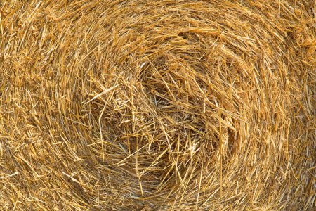 Detail of round cylindrical straw or hay bales in summer after harvesting