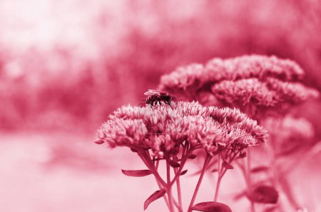 Téléchargez les photos : Viva magenta fleurs, fond flou, belle nature, couleur tendance 2023 - en image libre de droit