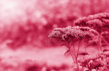 Téléchargez les photos : Viva magenta fleurs, fond flou, belle nature, couleur tendance 2023 - en image libre de droit