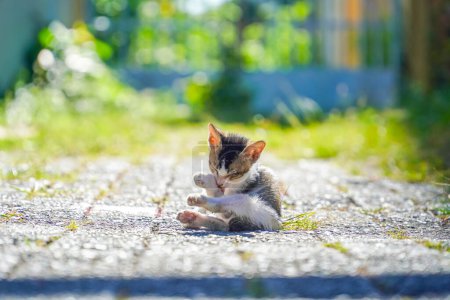 Photo for One stray kitten grooming licking stretching hair fur lying down sitting on sidewalk streets - Royalty Free Image