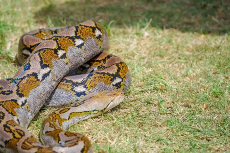 Foto de Python serpiente primer plano. piel de serpiente. cuerpo de serpiente - Imagen libre de derechos