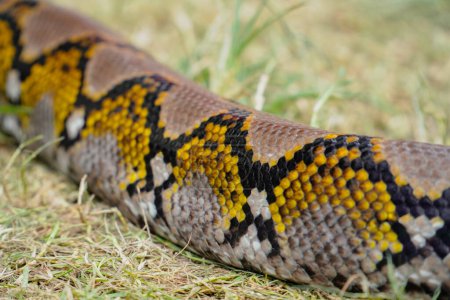 Foto de Python serpiente primer plano. piel de serpiente. cuerpo de serpiente - Imagen libre de derechos
