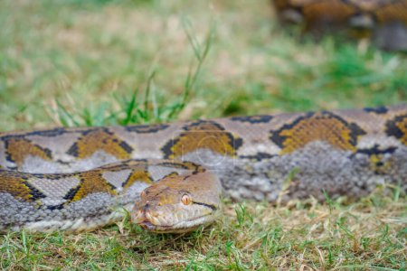 Foto de Un retrato de una pitón cazando en la hierba. gran serpiente en la hierba. mirando a la cámara - Imagen libre de derechos