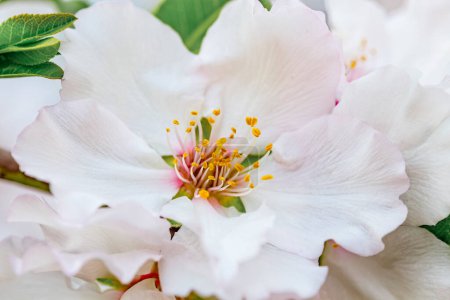 Téléchargez les photos : Gros plan de belles fleurs roses blanches d'un amandier en fleurs dans un verger d'amandiers dans un kibboutz dans le nord d'Israël, Galilée en février, Vacances juives Tu Bishvat - en image libre de droit
