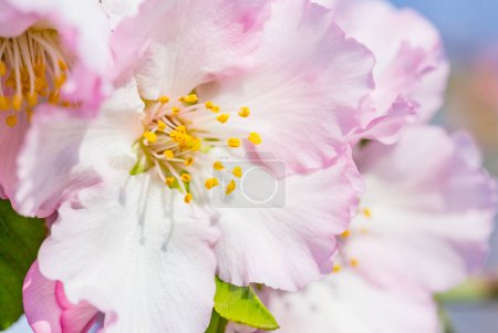 Téléchargez les photos : Closeup of beautiful white pink flowers of a blossoming almond tree in an almond garden orchard in a kibbutz in Northern Israel, Galilee in february, Tu Bishvat Jewish holiday - en image libre de droit