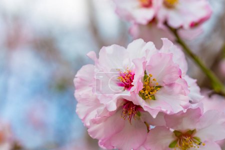 Téléchargez les photos : Closeup of beautiful white pink flowers of a blossoming almond tree in an almond garden orchard in a kibbutz in Northern Israel, Galilee in february, Tu Bishvat Jewish holiday - en image libre de droit
