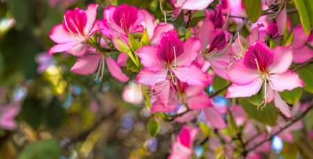 Téléchargez les photos : Arbre à fleurs Bauhinia rose fleurissant en Israël, Gros plan de fleurs d'orchidées pourpres. Bauhinia purpurea ou Bauhinia blakeana pourpre. Printemps en Israël, beauté dans la nature. - en image libre de droit