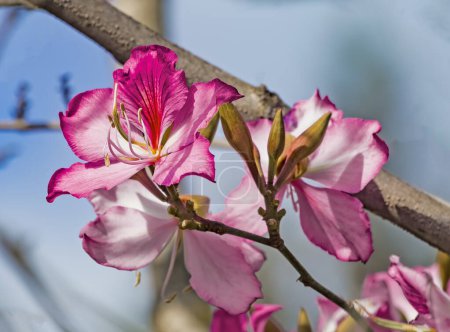Téléchargez les photos : Arbre à fleurs Bauhinia rose fleurissant en Israël, Gros plan de fleurs d'orchidées pourpres. Bauhinia purpurea ou Bauhinia blakeana pourpre. Printemps en Israël, beauté dans la nature. - en image libre de droit