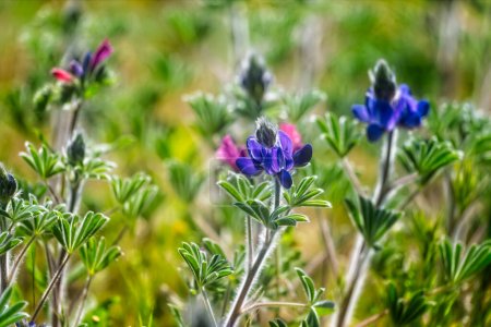Blooming wild blue lupins Lupinus pilosus on bright sunny spring day on The Golan Heights in Israel. Spring in Israel. Species of flowering plant from the family Fabaceae which is endemic to Israel.