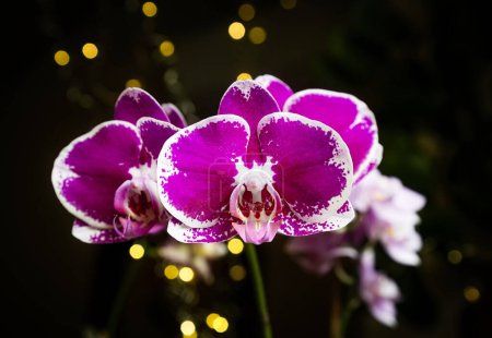 Schöne rosa lila weiße Phalaenopsis oder Motte dendrobium Orchidee Blume im Winter im Fenster zu Hause tropischen Garten. Floraler Natur Hintergrund. Selektiver Fokus.
