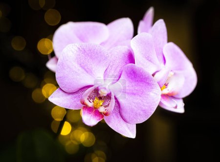 Schöne rosa Phalaenopsis oder Moth dendrobium Orchidee Blume im Winter in der Heimat auf schwarz goldenem Bokeh Hintergrund. Floraler Natur Hintergrund. Selektiver Fokus.