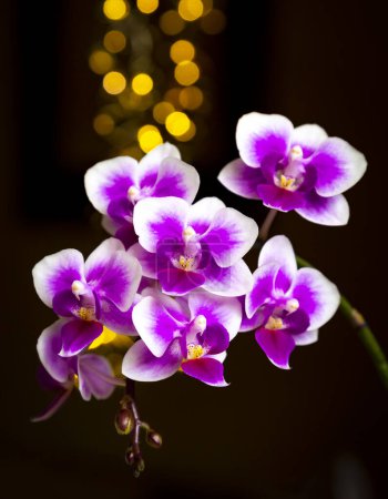 Belle rose violet blanc Phalaenopsis ou papillon de nuit fleur d'orchidée en hiver dans le jardin tropical fenêtre de la maison. Nature florale arrière-plan. Concentration sélective.