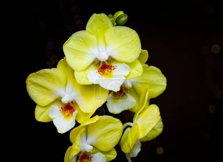 Schöne gelbe Phalaenopsis oder Moth dendrobium Orchidee Biglip Blume im Winter zu Hause auf schwarz goldenem Bokeh Hintergrund. Floraler Natur Hintergrund. Selektiver Fokus.