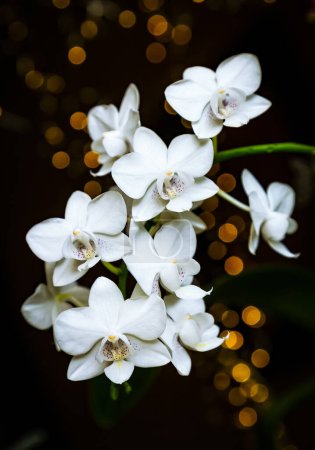 Schöne weiße lila weiße Phalaenopsis oder Motte dendrobium Orchidee Blume im Winter im Fenster zu Hause tropischen Garten. Floraler Natur Hintergrund. Selektiver Fokus.