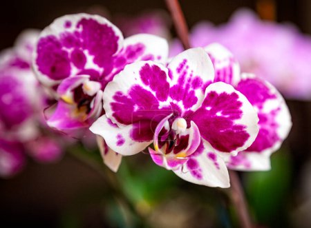 Schöne rosa lila weiße Phalaenopsis oder Motte dendrobium Orchidee Blume im Winter in der Heimat auf schwarz goldenem Bokeh Hintergrund. Floraler Natur Hintergrund. Selektiver Fokus.