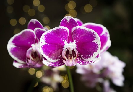 Beautiful pink purple white Phalaenopsis or Moth dendrobium Orchid flower in winter in home window tropical garden. Floral nature background. Selective focus.