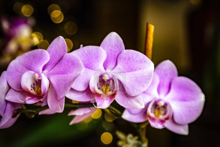 Belle rose violet blanc Phalaenopsis ou papillon de nuit fleur d'orchidée en hiver dans le jardin tropical fenêtre de la maison. Nature florale arrière-plan. Concentration sélective.