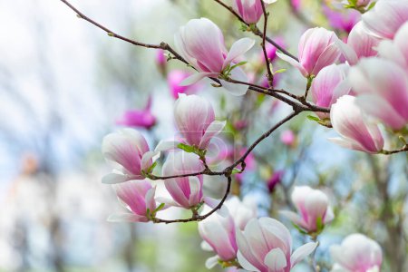 Téléchargez les photos : Magnolia soulangeana ou soucoupe magnolia fleur rose blanc arbre à fleurs fermer foyer sélectif dans le jardin botanique, Kharkov, Ukraine au début du printemps. Fond naturel. Fond fleur printemps. - en image libre de droit