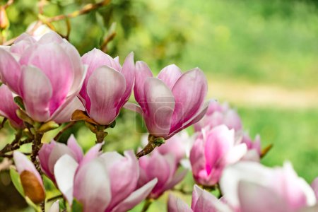 Téléchargez les photos : Magnolia soulangeana ou soucoupe magnolia fleur rose blanc arbre à fleurs fermer foyer sélectif dans le jardin botanique, Kharkov, Ukraine au début du printemps. Fond naturel. Fond fleur printemps. - en image libre de droit