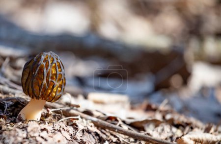 Der Morchella-Pilz, auch bekannt als Morchel, ist eine essbare Pilzarte, die im Frühling in den Wäldern zu finden ist. Nahaufnahme, freier Raum für Text