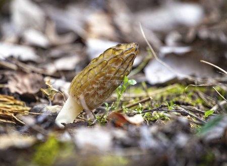 El hongo Morchella, también conocido como Morel, una especie de hongo silvestre comestible, se puede encontrar en los bosques en primavera. Primer plano, espacio libre para texto