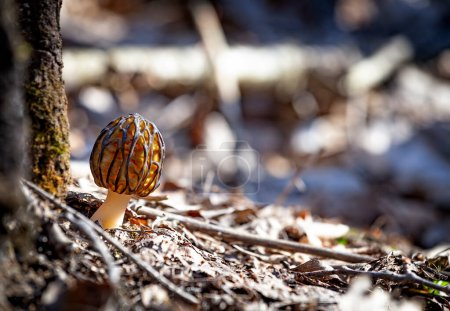Der Morchella-Pilz, auch bekannt als Morchel, ist eine essbare Pilzarte, die im Frühling in den Wäldern zu finden ist. Nahaufnahme, freier Raum für Text