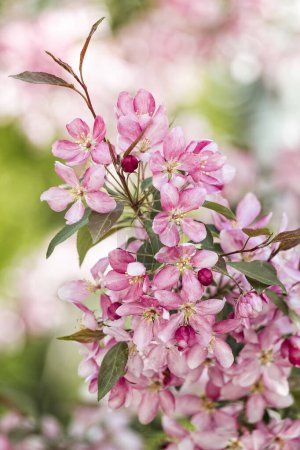 Rosa Malus spectabilis blühender Zierapfelkrabbenbaum im Garten im ukrainischen Charkow. Nahaufnahme von rosafarbenen Blüten des asiatischen Apfels, der chinesischen Krabbe, des HaiTang oder des chinesischen Blühapfels.