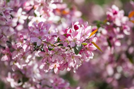 Rosa Malus spectabilis blühender Zierapfelkrabbenbaum im Garten im ukrainischen Charkow. Nahaufnahme von rosafarbenen Blüten des asiatischen Apfels, der chinesischen Krabbe, des HaiTang oder des chinesischen Blühapfels.