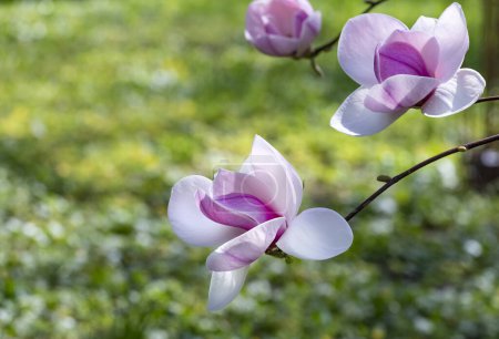 Magnolia soulangeana ou soucoupe magnolia fleur rose blanc arbre à fleurs fermer foyer sélectif dans le jardin botanique, Kharkov, Ukraine au début du printemps. Fond naturel. Fond fleur printemps.