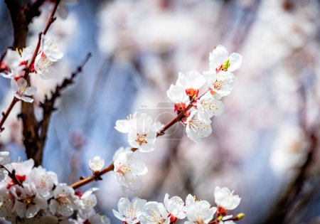 Aprikosenpflaumenbaum Blüte im Frühling, schöne weiße Blüten, weicher Fokus. Makrobild mit Kopierraum. Natürlicher saisonaler Hintergrund.