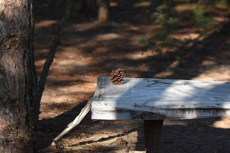 Téléchargez les photos : Cône de pin sec sur la table dans la forêt - en image libre de droit