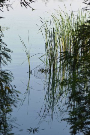 Foto de Hierba de caña verde en el río Dnipro en temporada de verano soleado - Imagen libre de derechos