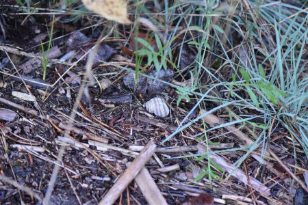 Photo for White stripped shell on the ground in the forest - Royalty Free Image