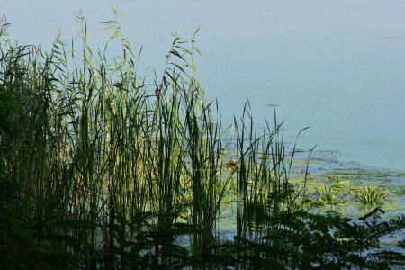 Photo for Green reed grass in Dnipro river in sunny summer season - Royalty Free Image