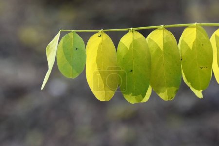 Téléchargez les photos : Feuilles d'acacia au début de l'automne - en image libre de droit