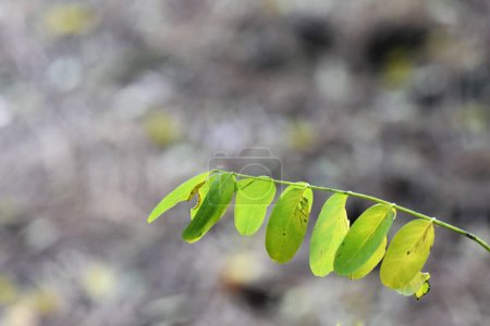Téléchargez les photos : Feuilles d'acacia au début de l'automne - en image libre de droit