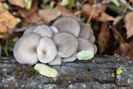 Photo for Oyster mushrooms on the tree trunk - Royalty Free Image