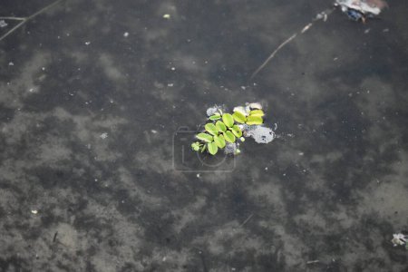 Photo for A small green plant grows on the surface of the water in the park. - Royalty Free Image