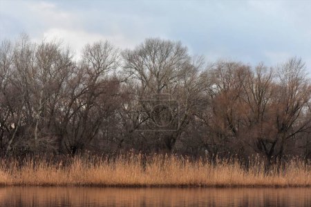 Photo for River with dry reeds and trees in late winter - Royalty Free Image