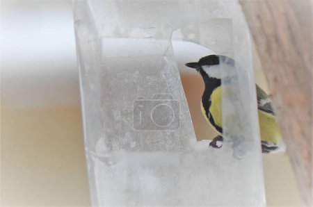 Great tit sitting on the edge of a plastic feeder in winter